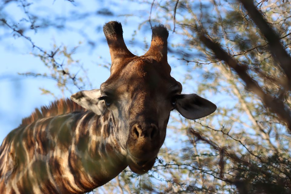 A giraffe looking down through the branches of a thorn tree.