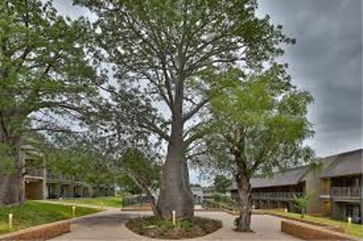 The baobab tree at Skukuza Safari Lodge, where the welcome function is held.